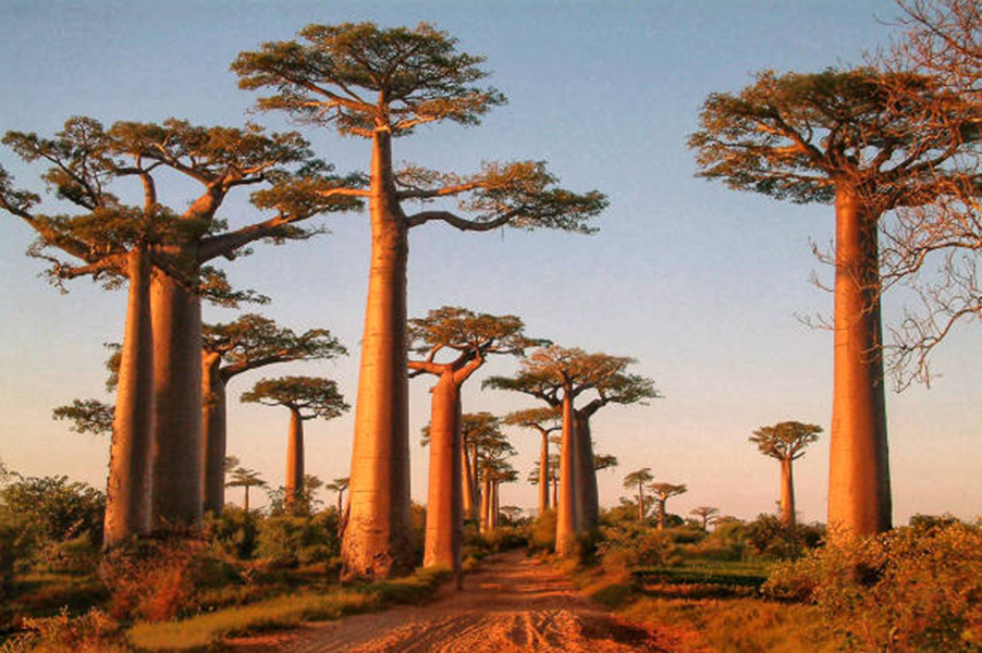 Allée des Baobab